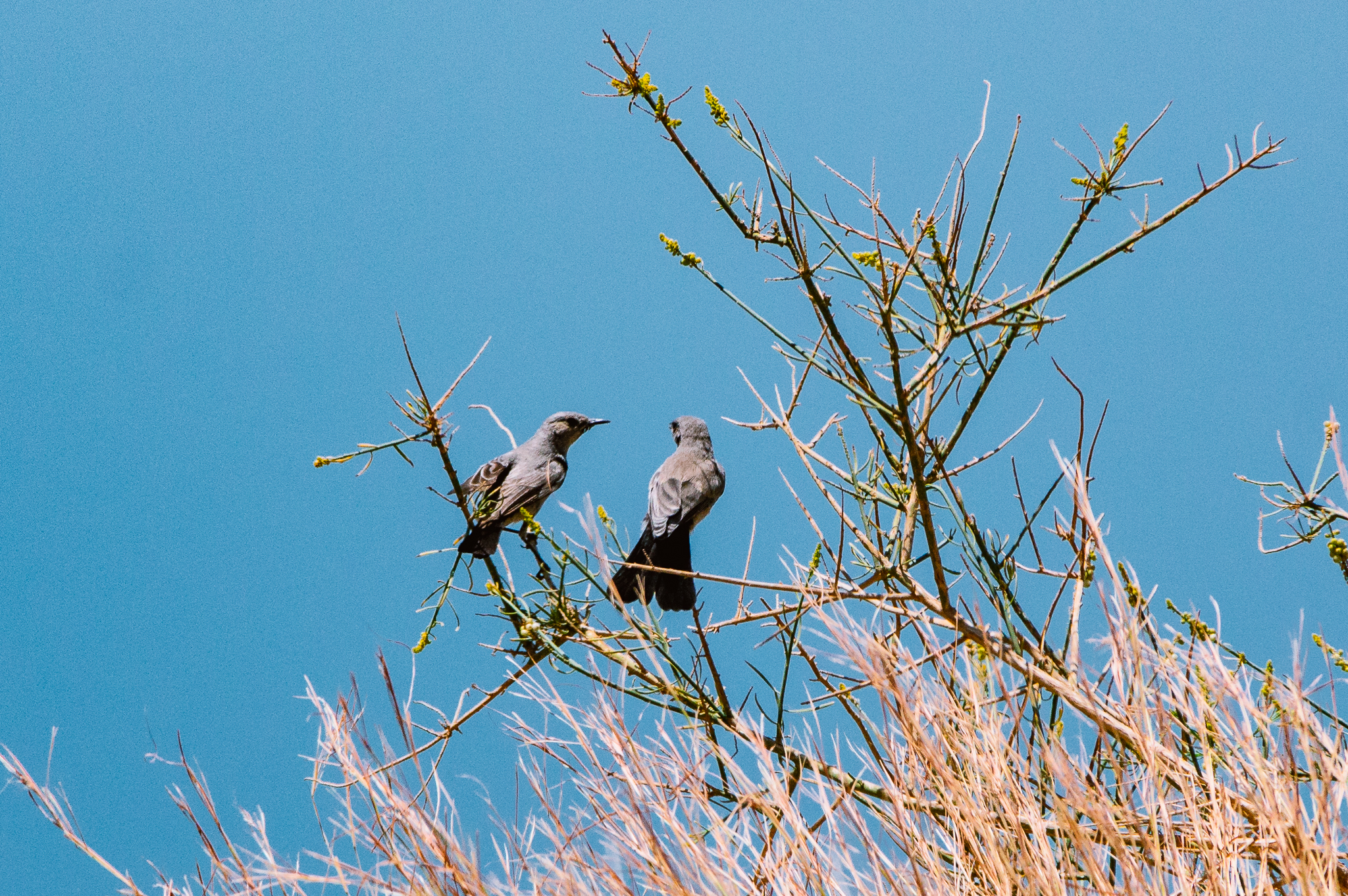 #15 Animals of Jordan