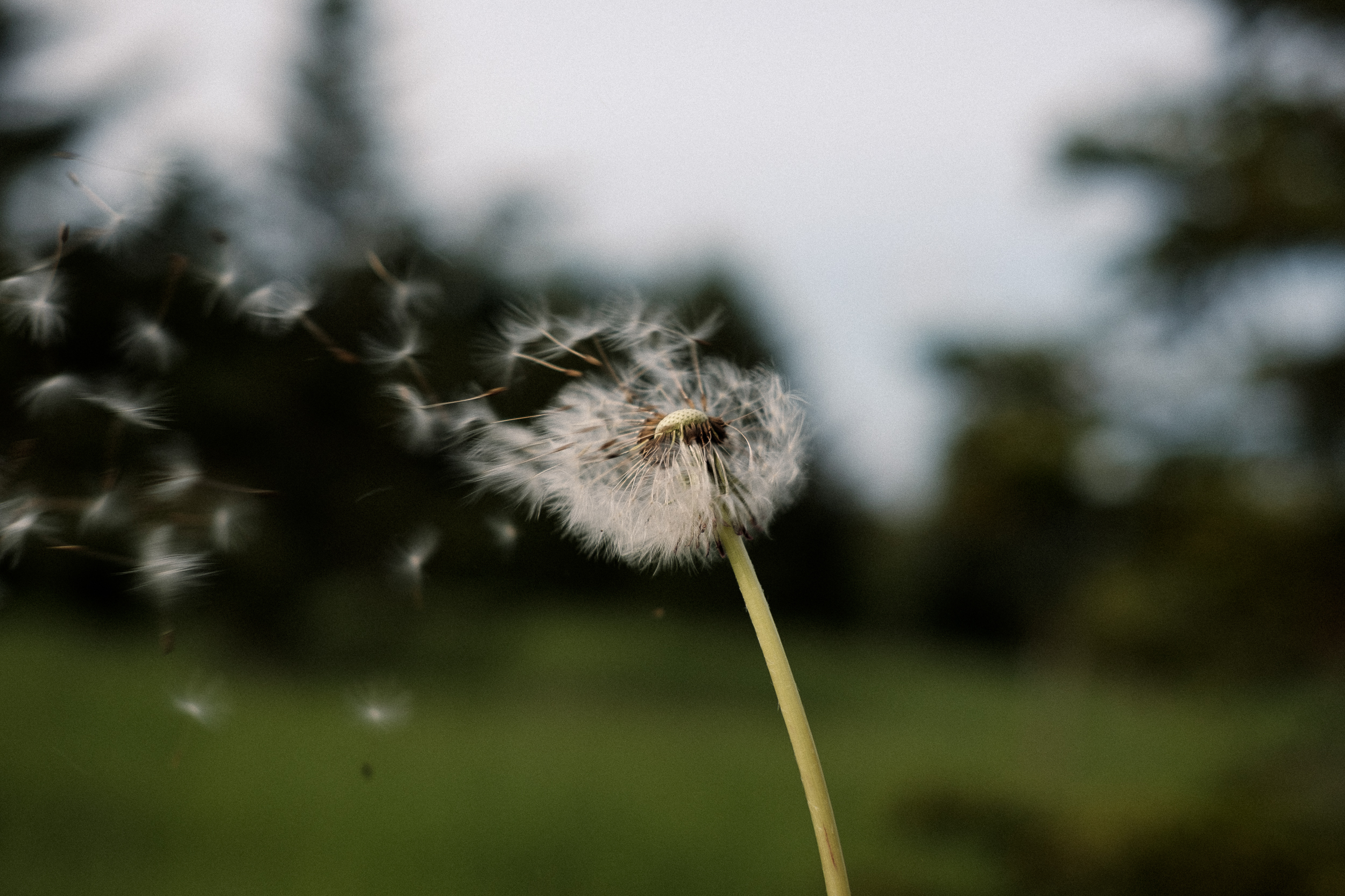 Willkommen beim Fokusfalter